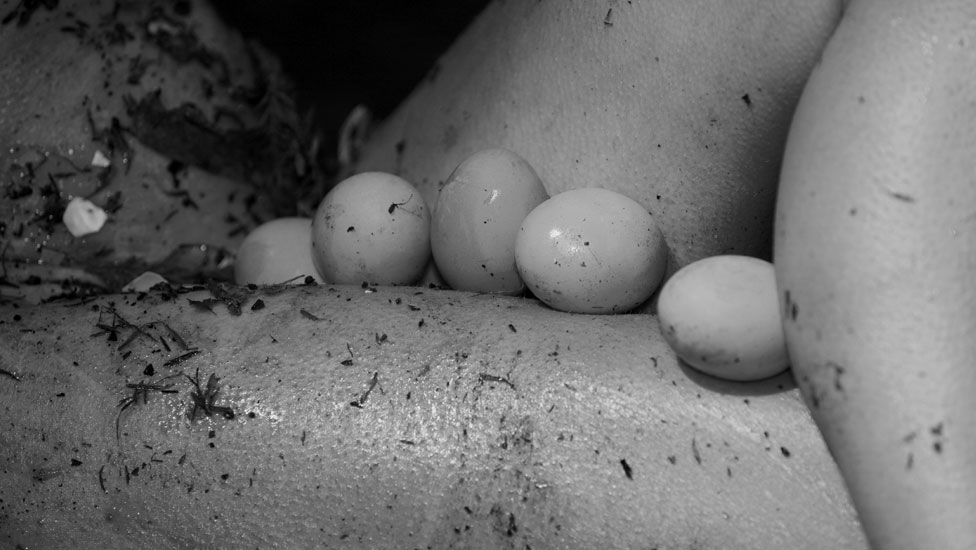 Organic Bodies » Ouvo